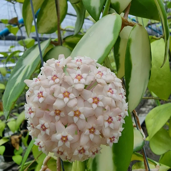 Hoya acuta Variegata (verticillata) [2]