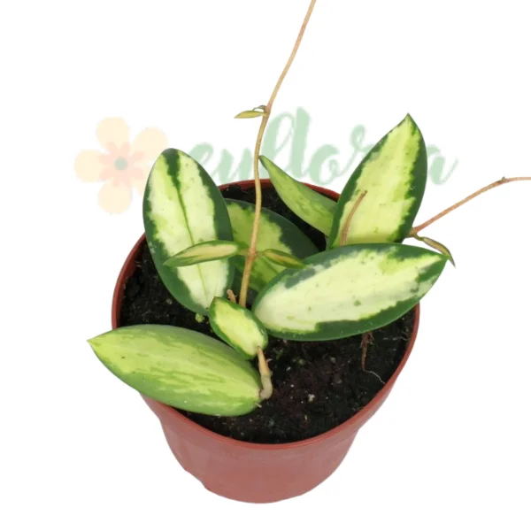 Hoya verticillata 'Inner Variegata' [1]