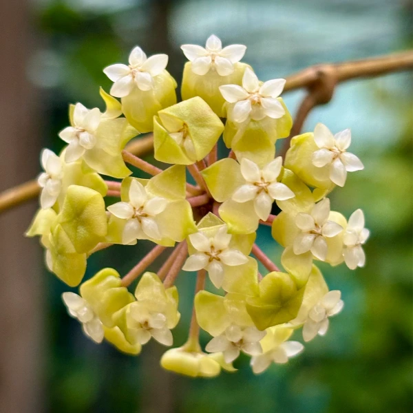 Hoya meredithii 'Round Leaf' [2]