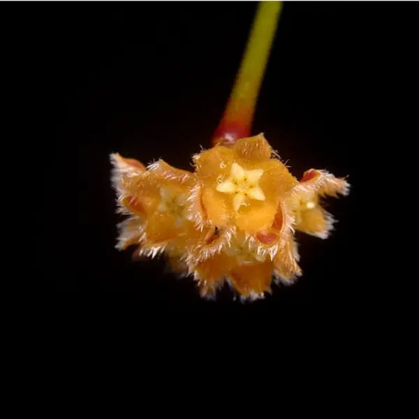Hoya sp. aff. spartioides [2]