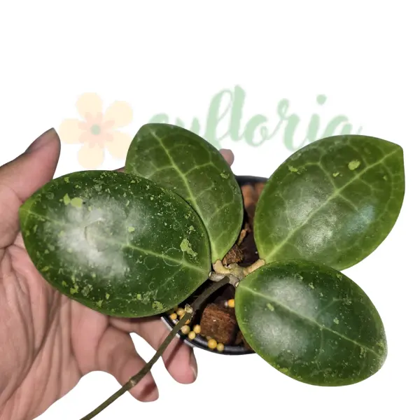 Hoya dolichosparte [1]