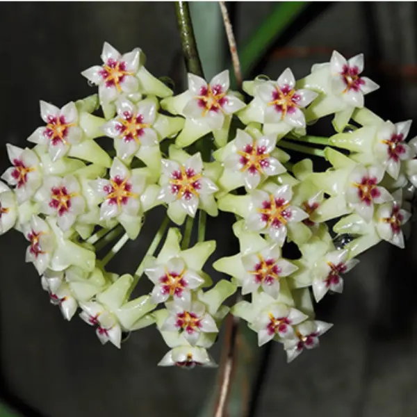 Hoya dolichosparte [2]