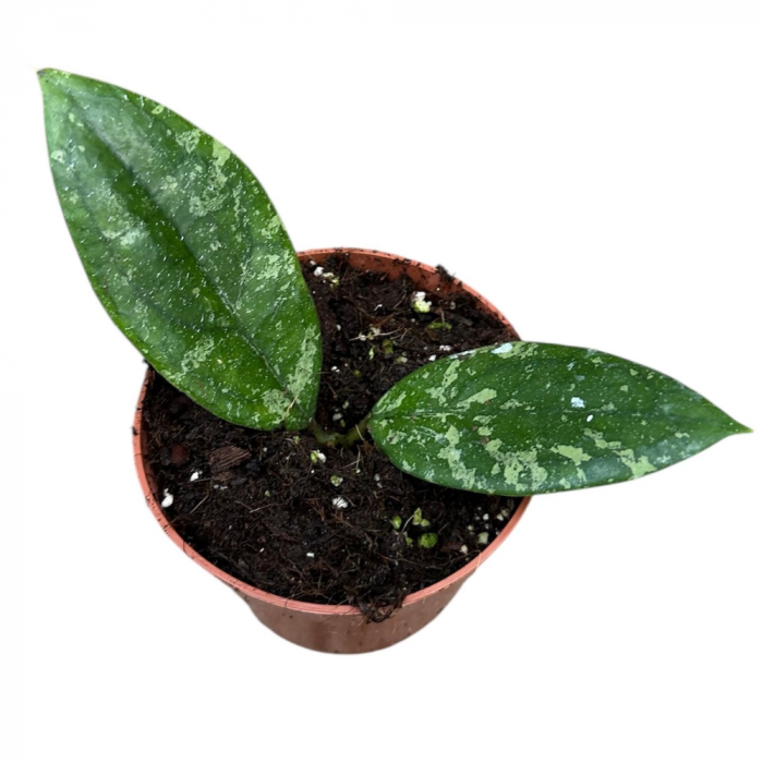 Hoya aff. vitellina [1]