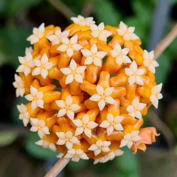 Hoya aff. vitellina Sp. Cianjur [3]