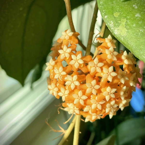 Hoya aff. vitellina Sp. Cianjur [2]