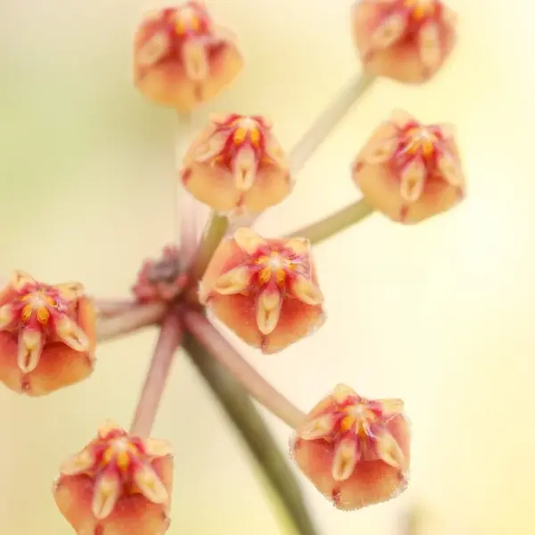 Hoya sp. Cianjur 'Splash' [2]