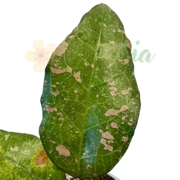 Hoya AH 'Bird of Paradise' [2]