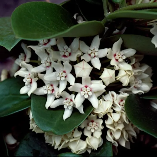 Hoya australis [2]