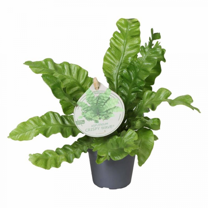 Asplenium nidus 'Crispy Wave' [1]