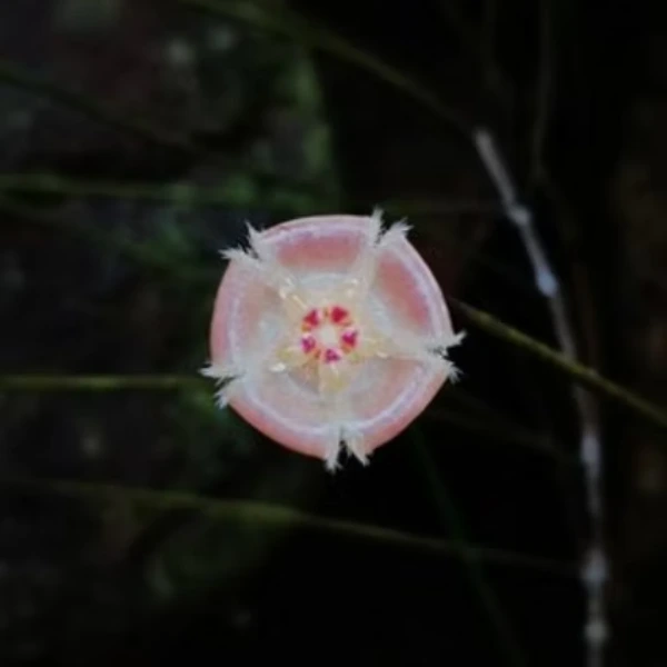 Hoya biruensis [2]