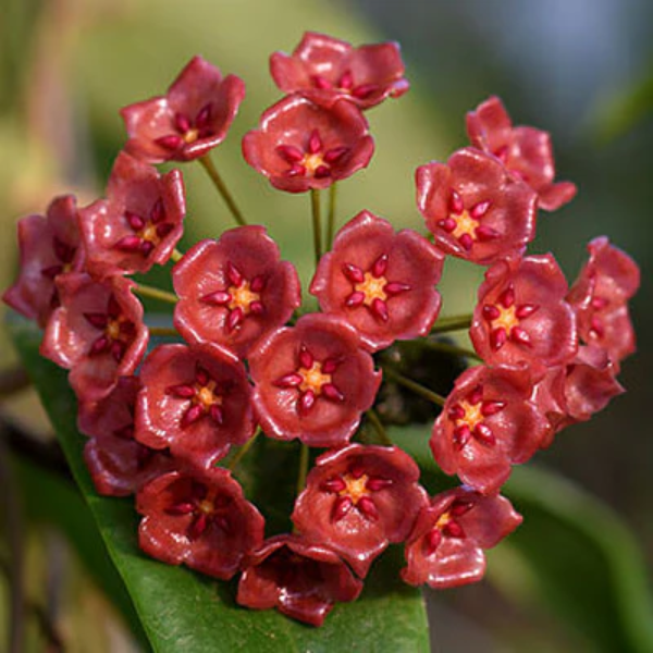 Hoya blashernaezii 'Red Flowers' [2]