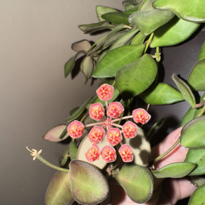 Hoya burtoniae — plantă-ceară cu frunze mici catifelate verzi care se înroșesc la lumină și flori parfumate roșu-burgund [3]