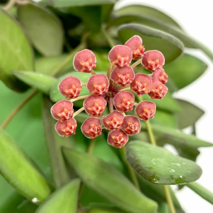 Hoya burtoniae — plantă-ceară cu frunze mici catifelate verzi care se înroșesc la lumină și flori parfumate roșu-burgund [2]