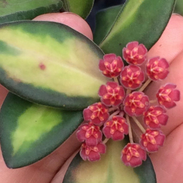 Hoya Burtoniae Variegata în ghiveci - frunze catifelate variegate [3]