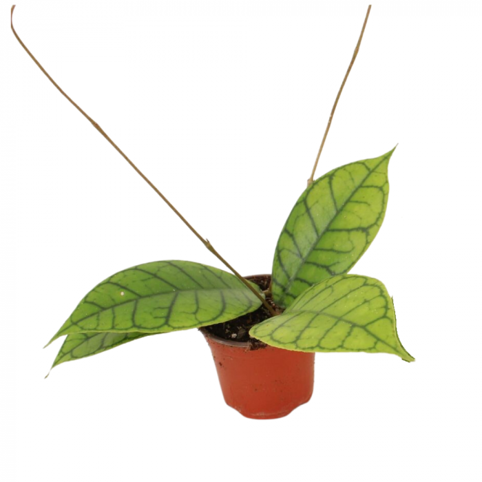 Hoya Callistophylla în ghiveci – plantă de interior cu frunze verzi texturate. [1]