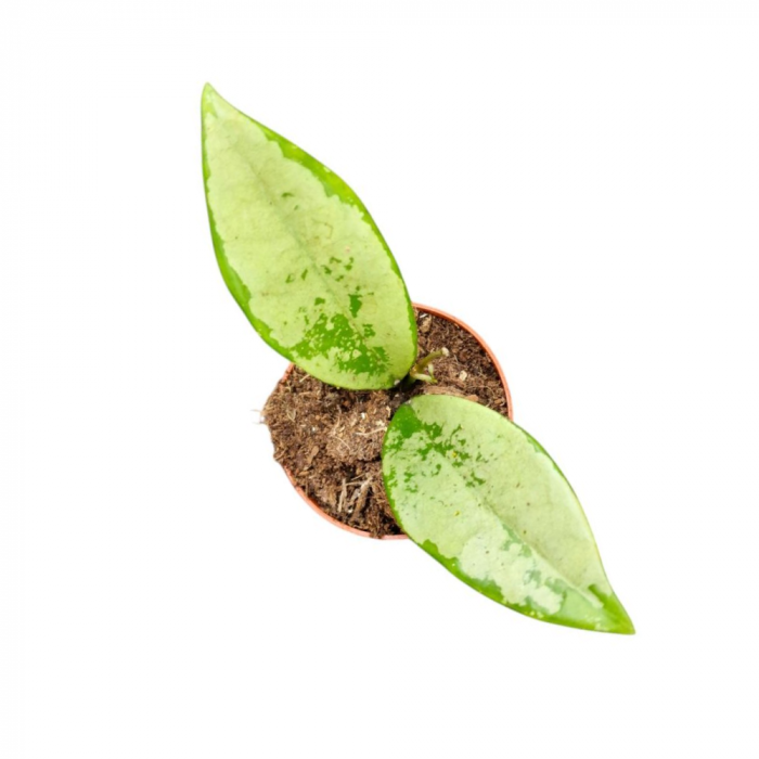 Hoya carnosa AH-074 'Silver' [1]