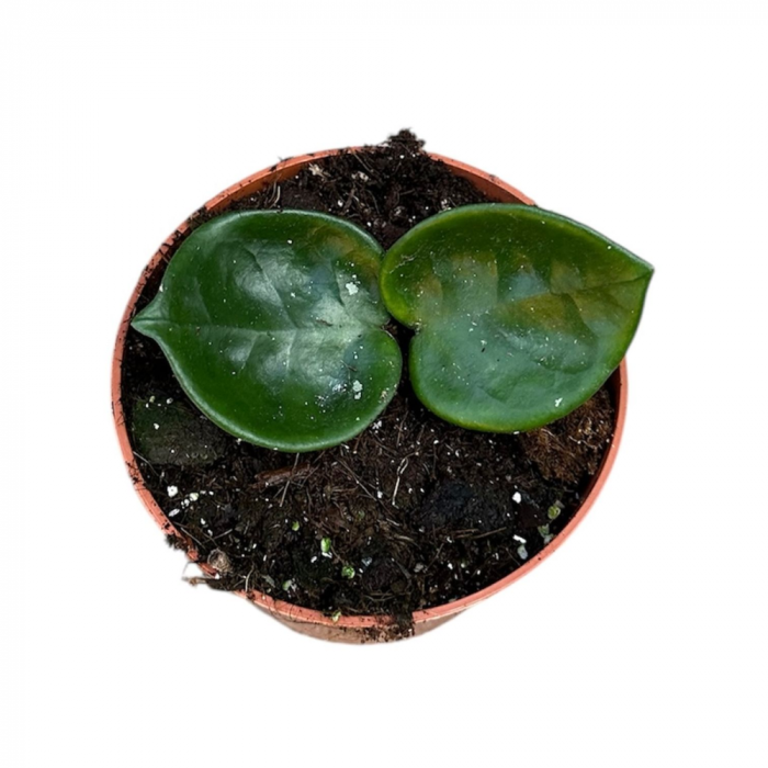 Hoya carnosa 'Chelsea' [2]