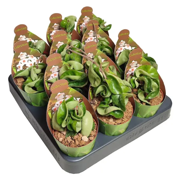 Hoya carnosa 'Compacta' [2]