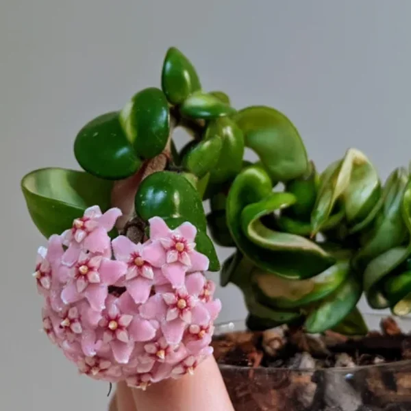 Hoya carnosa 'Compacta Mauna Loa' [3]