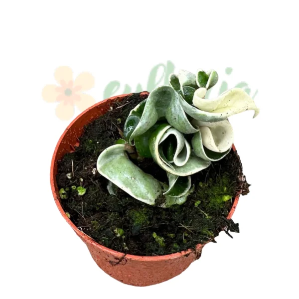 Hoya carnosa 'Compacta Variegata' [2]