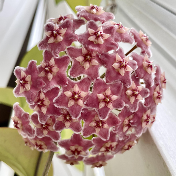 Hoya carnosa 'Dee's Big One' [2]