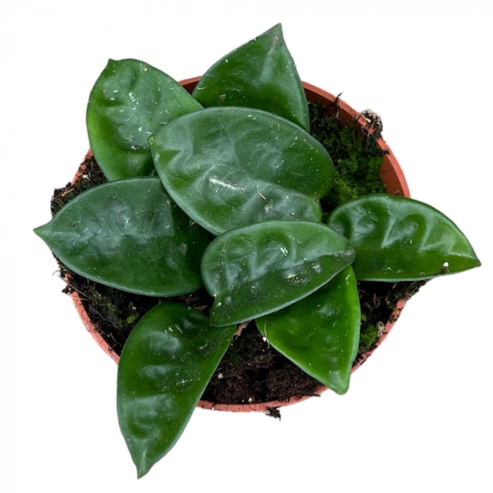 Hoya Carnosa 'Krinkle 8' [2]