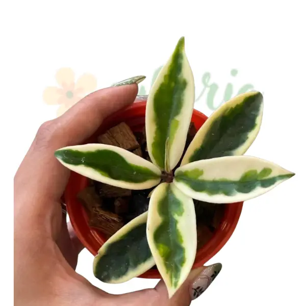 Hoya carnosa 'Suzie' [1]