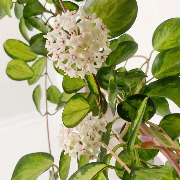 Hoya australis 'Lisa' [2]