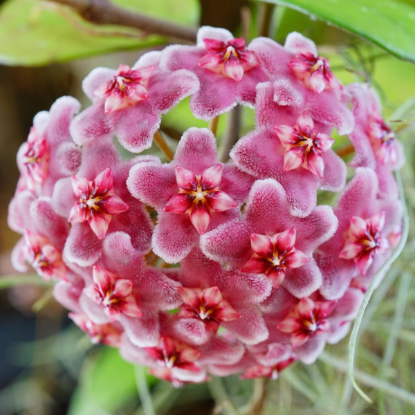 Hoya carnosa 'Tricolor Narrow Leaf' D9 [2]