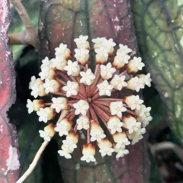 Hoya clemensiorum 'Red Aceh' [2]