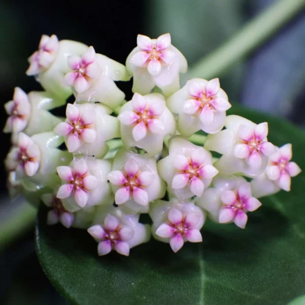 Hoya 'Christine' D12 [2]