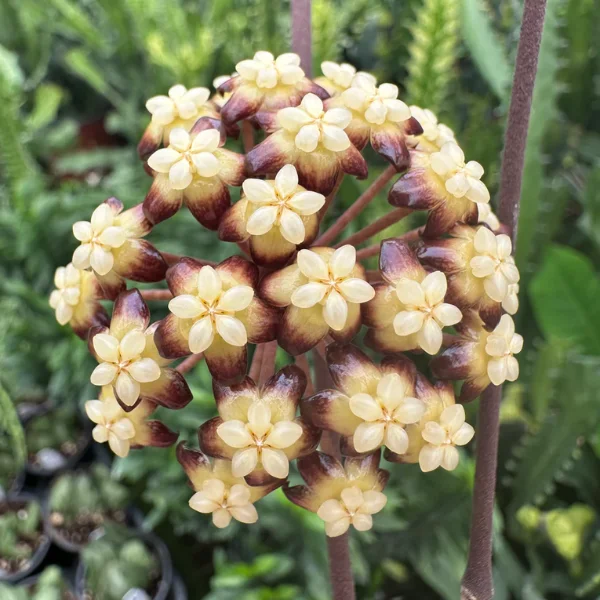 Hoya clemensiorum 'Dark Leaf' D10.5 [2]