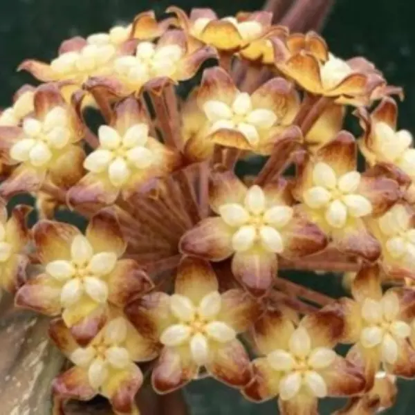 Hoya clemensiorum Borneo [2]