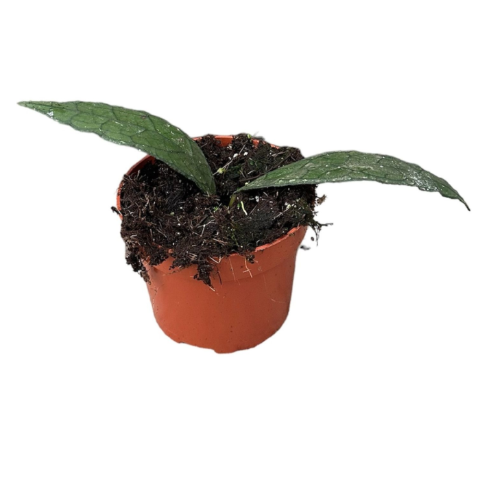 Hoya clemensiorum Sumatra - plantă rară de colecție cu frunze lanceolate nervurate [2]