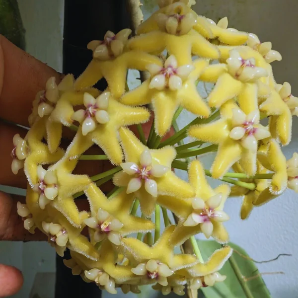 Hoya coriacea Silver – Silver Foliage & Massive Golden Flower Clusters [3]