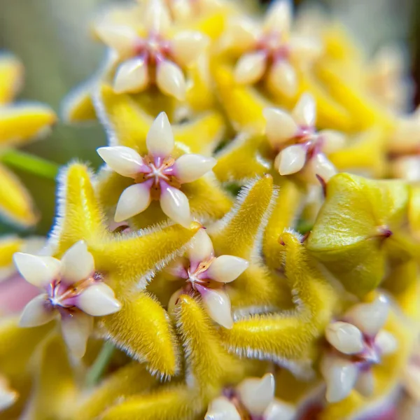 Hoya coriacea Silver – Silver Foliage & Massive Golden Flower Clusters [2]
