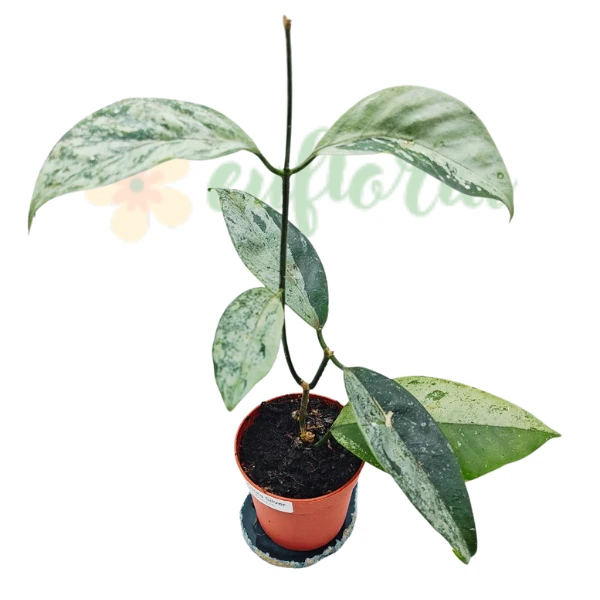 Hoya coriacea SILVER [2]