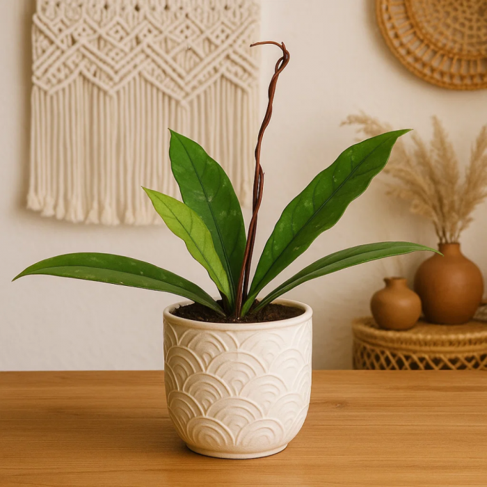 Hoya Crassipetiolata - frunze verzi decorative și flori parfumate [3]