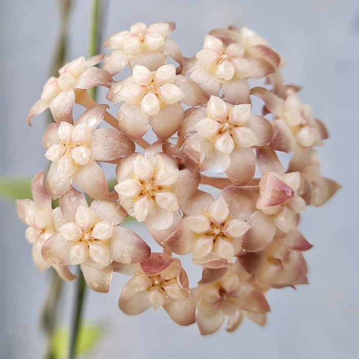 Hoya Crassipetiolata - frunze verzi decorative și flori parfumate [4]