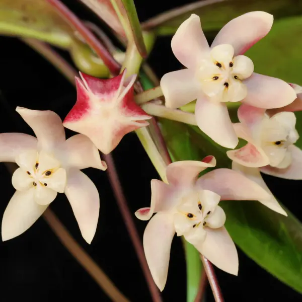 Hoya sp. 'Mini Kalimantan Splash' [2]