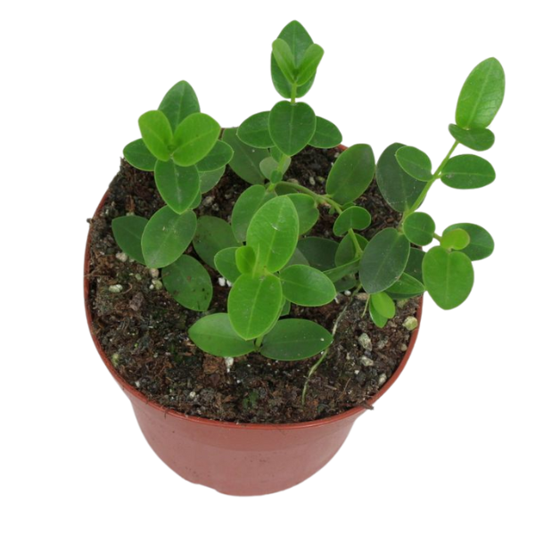 Hoya cumingiana [1]