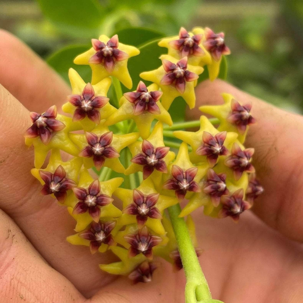 Hoya cumingiana [2]