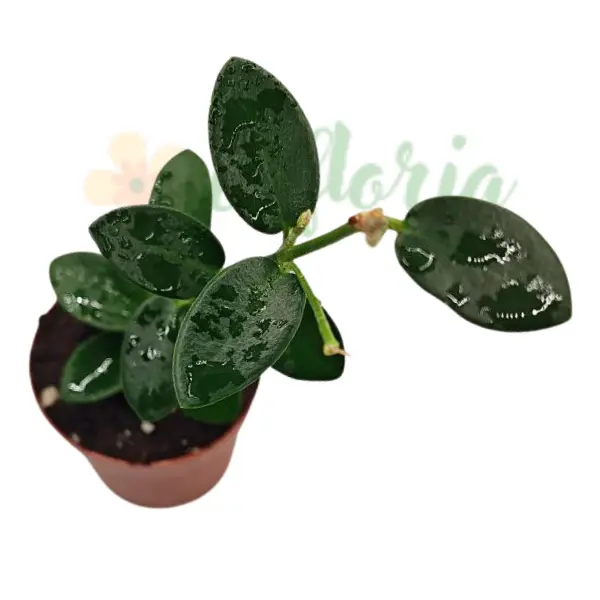 Hoya cumingiana [2]