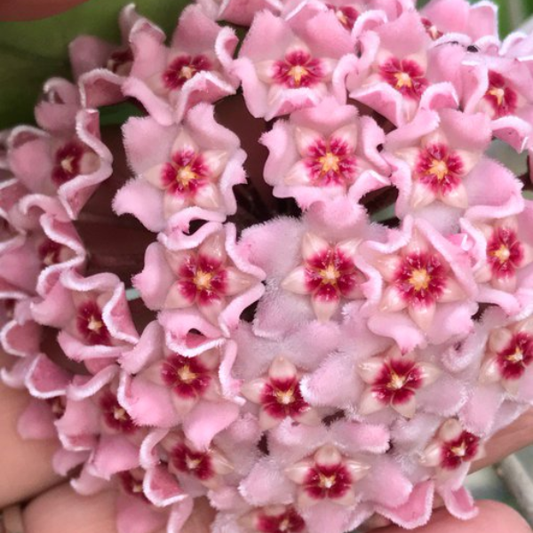 Hoya dasyantha — frunze alungite verde intens în ghiveci [2]