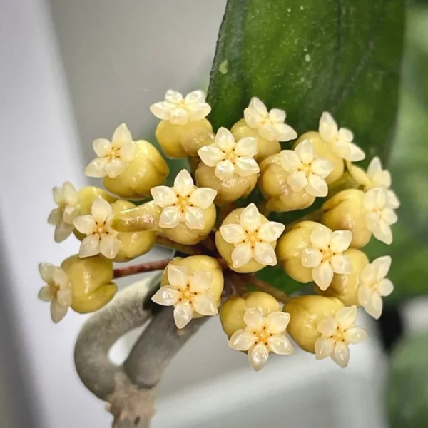 Hoya deykeae - plantă rară cu frunze verzi ornamentate cu pete argintii spectaculoase [4]