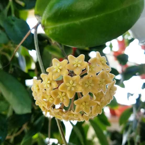 Hoya dimorpha climbing plant from Borneo with elongated lanceolate dark green leaves and bi-color white flowers with magenta corona in 12 cm pot [2]