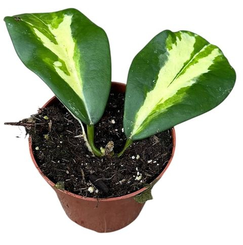 Hoya diversifolia 'Maharani' [2]