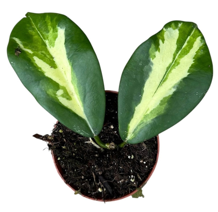 Hoya diversifolia Maharani - planta cu frunze rotund-ovale simetrice si textura ceroasa [3]