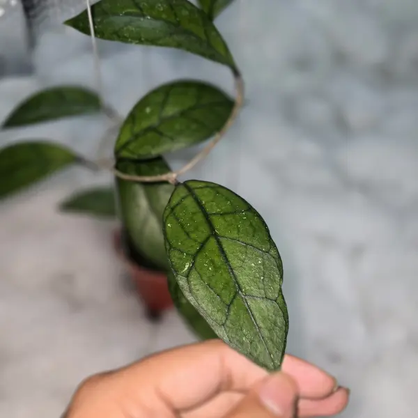 Hoya finlaysonii Black Leaf [1]
