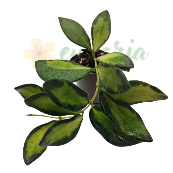 Hoya 'DS-70' [2]
